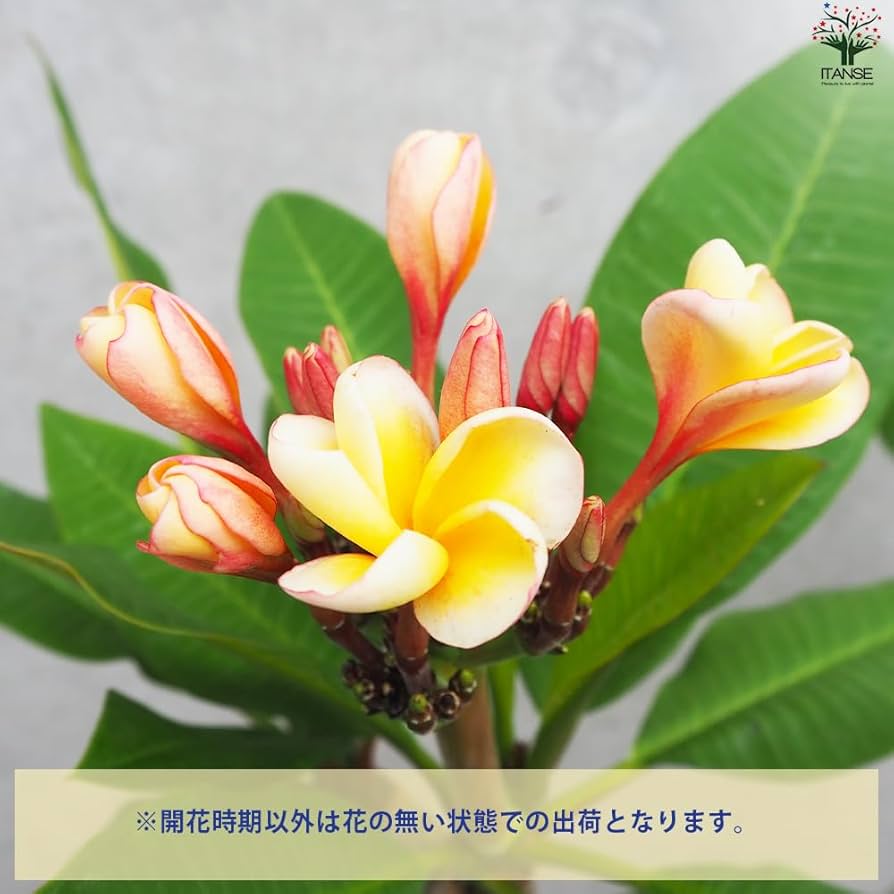 ミミ　プルメリア Amazon.co.jp: プルメリア苗木 品種：ポプリ 5号鉢 【品種で